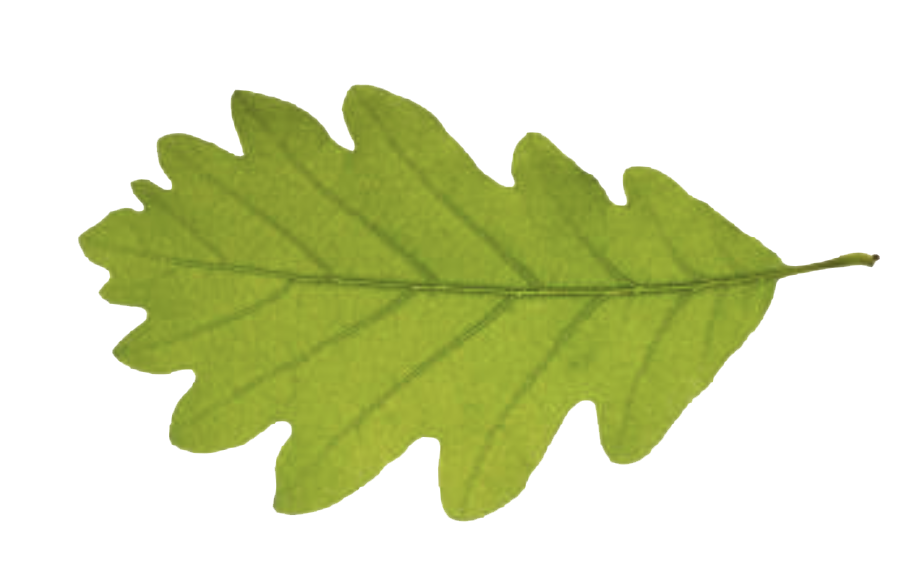 Eichenblatt_02
