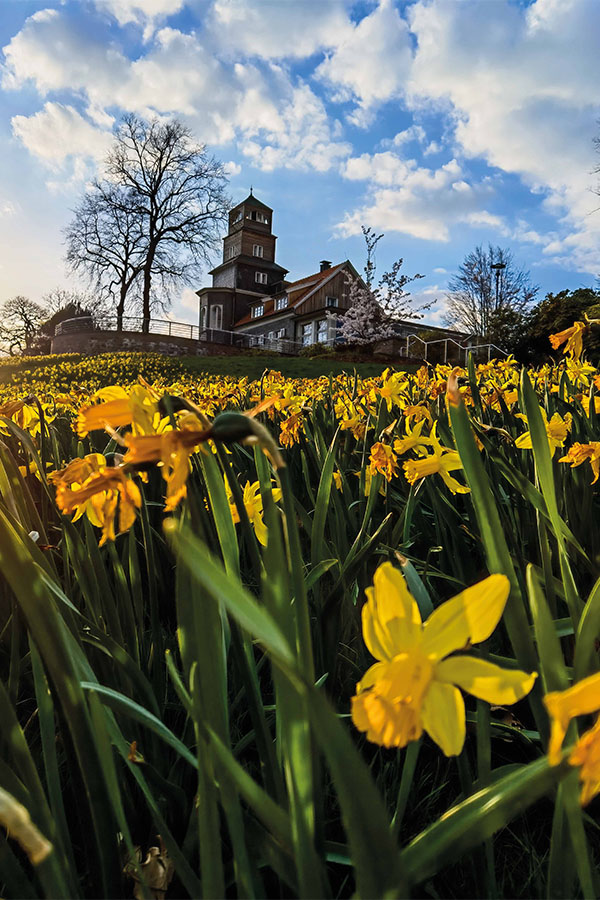 fotopreis_2021_narzissen_2zu3