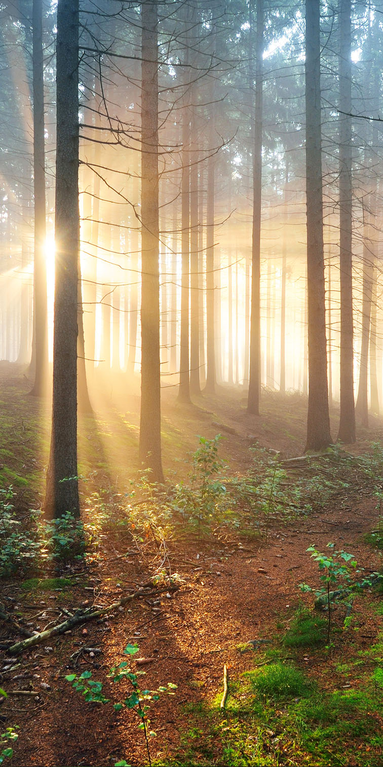 iStock_Wald_1zu2